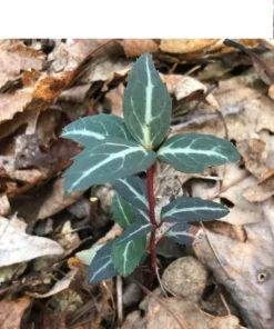 Striped Wintergreen Chimaphila maculata Evergreen Ground Cover 5 Pack Variegated Leaves