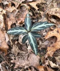 Striped Wintergreen Chimaphila maculata Evergreen Ground Cover 5 Pack Variegated Leaves