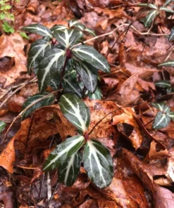 Striped Wintergreen Chimaphila maculata Evergreen Ground Cover 5 Pack Variegated Leaves