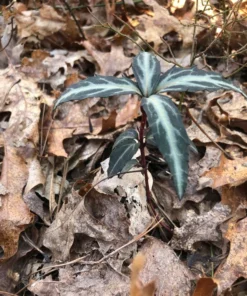 Striped Wintergreen Chimaphila maculata Evergreen Ground Cover 5 Pack Variegated Leaves