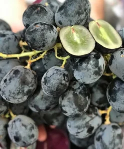 Summer Royal Seedless Black Grape Vine Plant Black Grape Vine Plant Live Seedless Black Grape Vine Plant in 2.5 Inch Pot Grape Fruit Tree for Planting