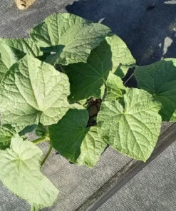 Sumter Pickling Cucumber Heirloom Seeds