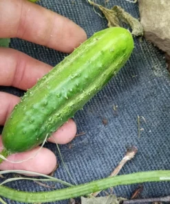 Sumter Pickling Cucumber Heirloom Seeds