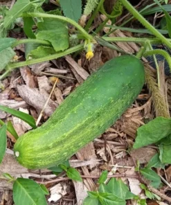 Sumter Pickling Cucumber Heirloom Seeds
