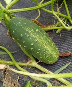 Sumter Pickling Cucumber Heirloom Seeds
