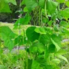 Super Marconi Heirloom Romano Pole Bean Seeds (30 Seeds)