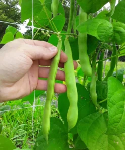 Super Marconi Heirloom Romano Pole Bean Seeds (30 Seeds)