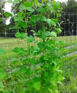 Super Marconi Heirloom Romano Pole Bean Seeds (30 Seeds)
