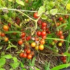 Sweet Pea Heirloom Currant Tomato (30 Seeds)