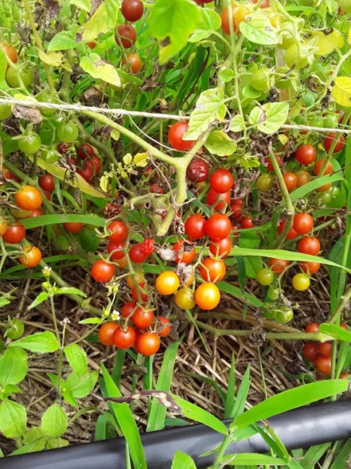 Sweet Pea Heirloom Currant Tomato (30 Seeds)