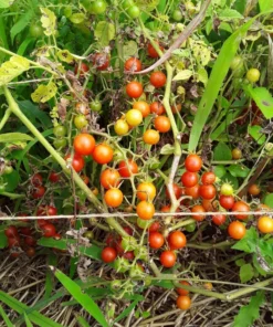 Sweet Pea Heirloom Currant Tomato (30 Seeds)