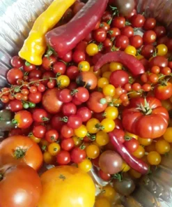 Sweet Pea Heirloom Currant Tomato (30 Seeds)