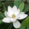 Sweetbay Magnolia in a Gallon Container (2-3ft)