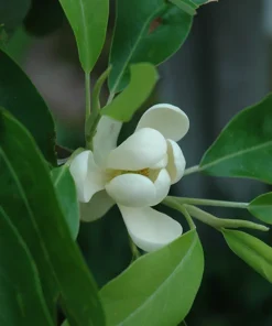 Sweetbay Magnolia in a Gallon Container (2-3ft)