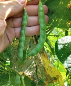 Sweiger Heirloom Bean Seeds (30 Seeds)