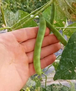 Sweiger Heirloom Bean Seeds (30 Seeds)