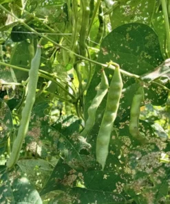 Sweiger Heirloom Bean Seeds (30 Seeds)