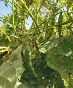 Sweiger Heirloom Bean Seeds (30 Seeds)