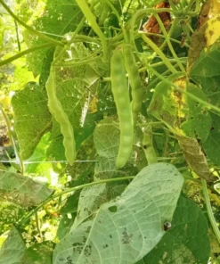 Sweiger Heirloom Bean Seeds (30 Seeds)