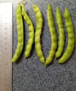 Sweiger Heirloom Bean Seeds (30 Seeds)