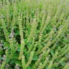 Tulsi (Holy Basil) - Temperate (Ocimum africanum) (~300 Seeds)