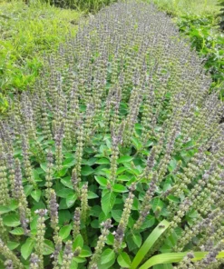 Tulsi (Holy Basil) - Temperate (Ocimum africanum) (~300 Seeds)