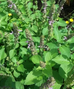 Tulsi (Holy Basil) - Temperate (Ocimum africanum) (~300 Seeds)