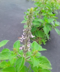 Tulsi (Holy Basil) - Temperate (Ocimum africanum) (~300 Seeds)