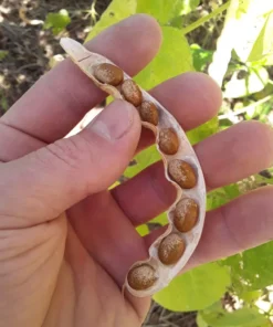 Turkey Craw Heirloom Bean