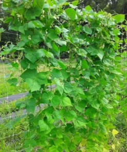 Turkey Craw Heirloom Bean