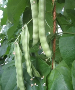 Turkey Craw Heirloom Bean