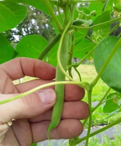 Turkey Craw Heirloom Bean