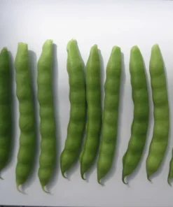 Turkey Craw Heirloom Bean