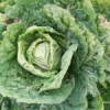 Ultracross Collards Open Pollinated Diverse Collard Mix (Brassica oleracea) Seeds