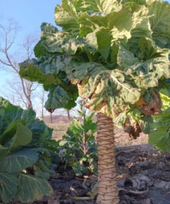 Ultracross Collards Open Pollinated Diverse Collard Mix (Brassica oleracea) Seeds
