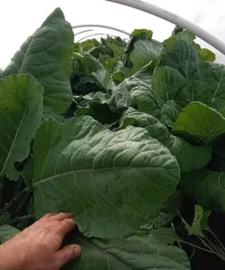 Ultracross Collards Open Pollinated Diverse Collard Mix (Brassica oleracea) Seeds