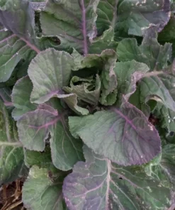 Ultracross Collards Open Pollinated Diverse Collard Mix (Brassica oleracea) Seeds