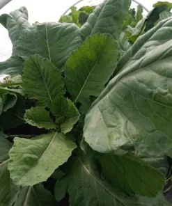 Ultracross Collards Open Pollinated Diverse Collard Mix (Brassica oleracea) Seeds