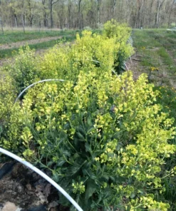 Ultracross Collards Open Pollinated Diverse Collard Mix (Brassica oleracea) Seeds