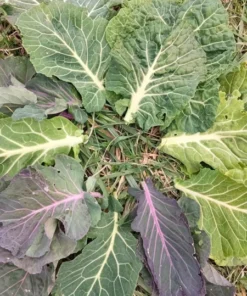 Ultracross Collards Open Pollinated Diverse Collard Mix (Brassica oleracea) Seeds