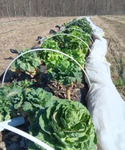 Ultracross Collards Open Pollinated Diverse Collard Mix (Brassica oleracea) Seeds