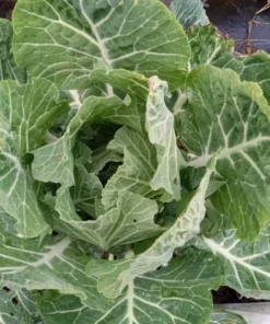 Ultracross Collards Open Pollinated Diverse Collard Mix (Brassica oleracea) Seeds