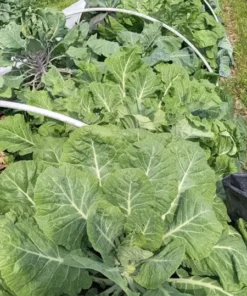 Ultracross Collards Open Pollinated Diverse Collard Mix (Brassica oleracea) Seeds
