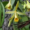 Vanilla Bean Orchid Plant - Rooted Vanilla Vine, 2.5" Pot, Easy to Grow, Perfect for Home Gardens