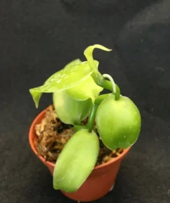 Vanilla Bean Orchid Plant - Rooted Vanilla Vine, 2.5" Pot, Easy to Grow, Perfect for Home Gardens