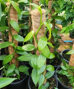 Vanilla Bean Orchid Plant - Rooted Vanilla Vine, 2.5