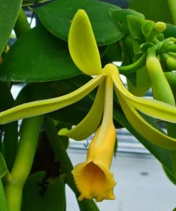 Vanilla Bean Orchid Plant - Rooted Vanilla Vine, 2.5