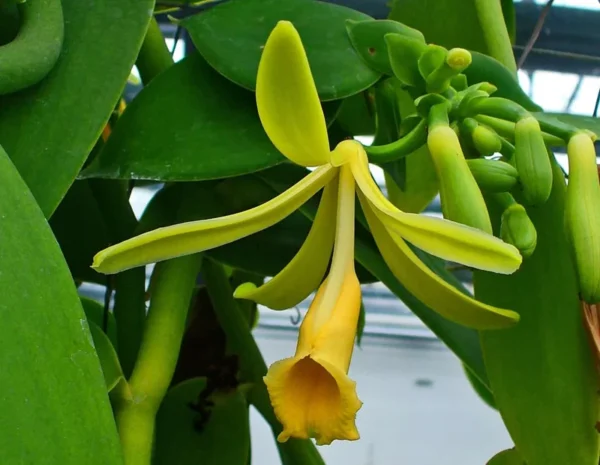 Vanilla Bean Orchid Plant - Rooted Vanilla Vine, 2.5" Pot, Easy to Grow, Perfect for Home Gardens