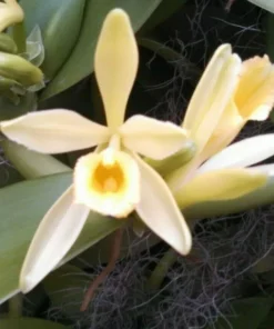 Vanilla Bean Orchid Plant - Rooted Vanilla Vine, 2.5