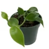 Vanilla Planifolia Vine Live Plant in 4" Pot - Orchid Plant - Vanilla Orchid Plant - Vanilla Vine Plant